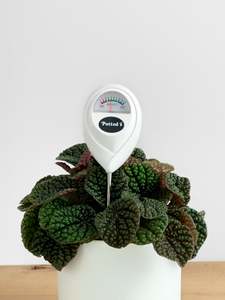Moisture Meter