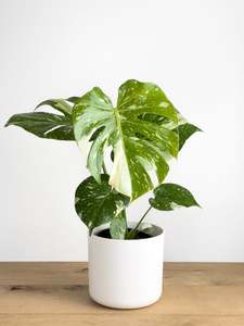 Featured: Monstera - Thai Constellation