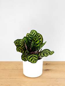 Featured: Calathea Makoyana
