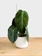 Philodendron Melanochrysum