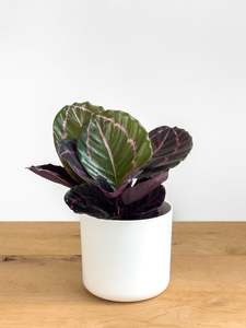 Calathea Dottie
