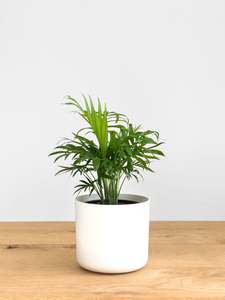 Chamaedorea Elegans