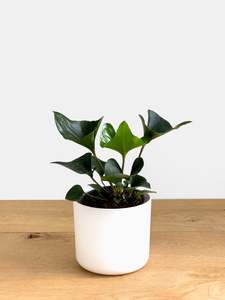 Plants: Anthurium  Arrow