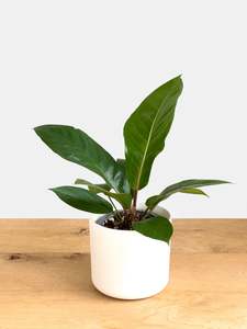 Anthurium Black dragon