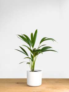 Kentia Palm