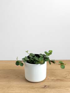 Plants: Peperomia Hope