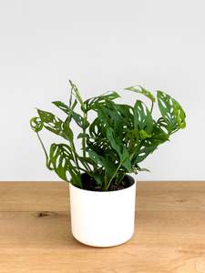 Monstera Swiss Cheese