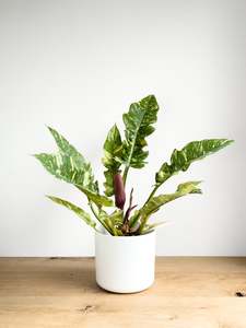 Plants: Philodendron Ring of Fire