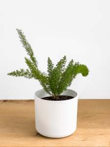 Asparagus Meyeri