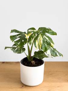 Monstera - Thai Constellation