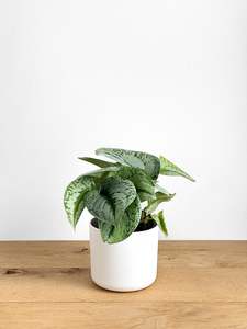 Scindapsus Exotica