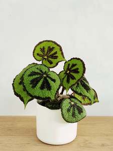 Plants: Begonia Masoniana - Mountain