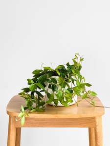 Plants: Peperomia Rocca Verde