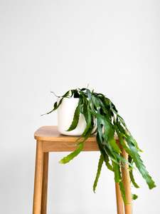 Plants: Epiphyllum