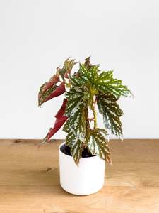 Plants: Begonia Bohemian Forest