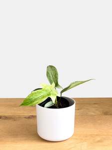 Philodendron Florida Ghost (1)