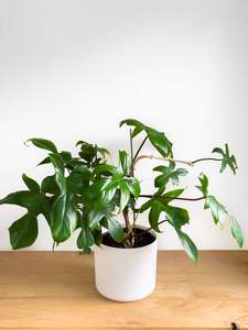 Plants: Philodendron Florida