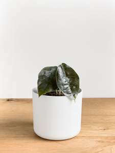 Plants: Alocasia Azlanii