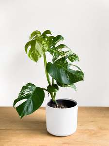 Plants: Monstera Albo (1)