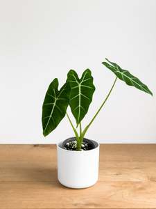 Plants: Alocasia Frydek