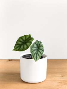 Plants: Alocasia Dragon Scale