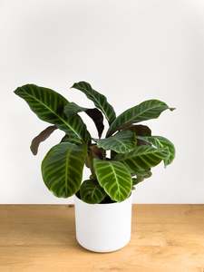 Plants: Calathea Zebrina Dark