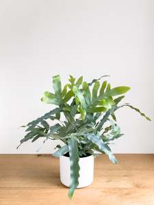 Plants: Phlebodium Blue Star Fern