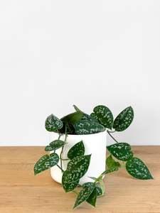 Plants: Scindapsus Pictus