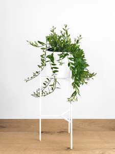 Plants: Aeschynanthus Parvifolia