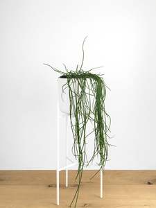 Plants: Rhipsalis baccifera