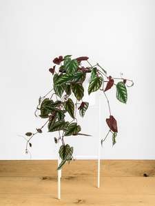 Plants: Cissus discolor