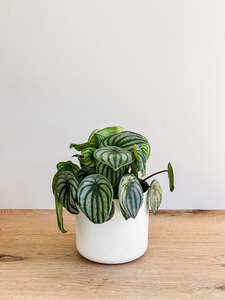 Plants: Watermelon Peperomia