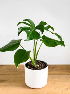 Plants: Monstera