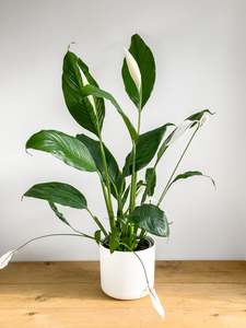 Plants: Spathiphyllum Sebastiano