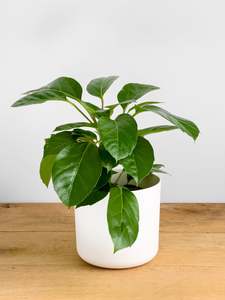 Plants: Schefflera Alpine