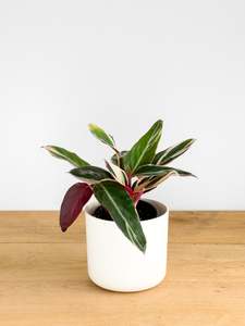 Plants: Calathea Triostar