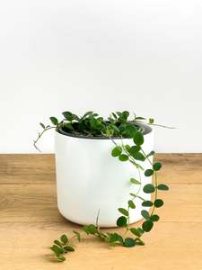 Plants: Hoya Serpens