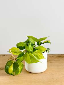 Plants: Philodendron Brasil