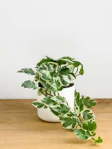 Plants: Glacier Pothos