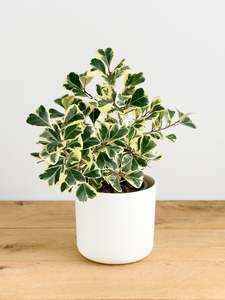 Plants: Ficus Triangularis Variegata