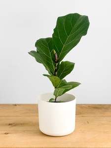 Plants: Ficus Lyrata