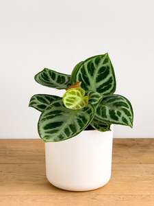 Plants: Anthurium Crystallinum