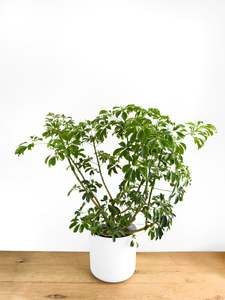 Plants: Schefflera