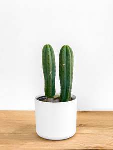 Plants: San Pedro