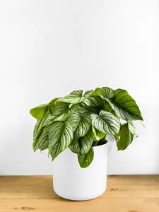 Plants: Philodendron Mamei