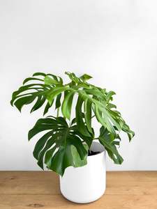 Plants: Monstera - XL