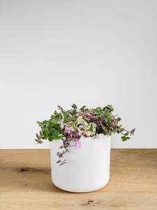 Plants: Callisia Repens - Pink Bubbles