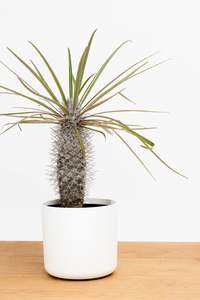 Pachypodium Lamerei
