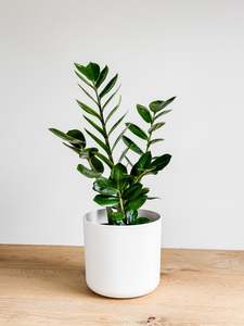 Plants: Zamioculcas Zanzibar Gem - ZZ