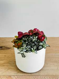 Fittonia Mix